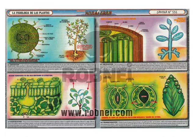 La Fisiologia De Las Plantas